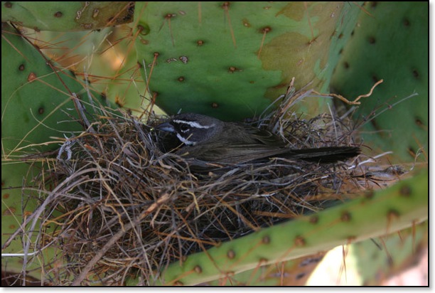 bird nestled in prickly pear cactus in front of our house
