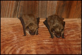 bats in our front entryway, August 16
